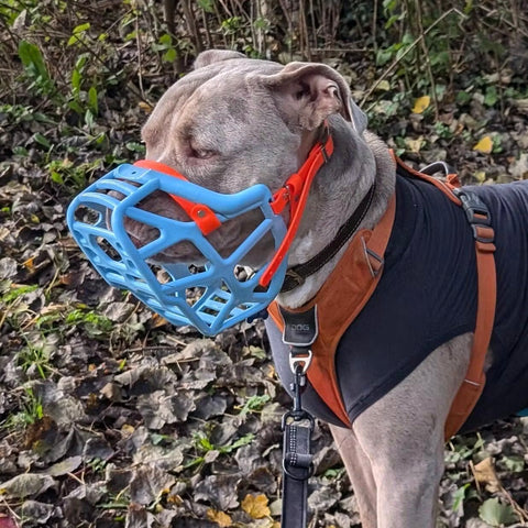 Size Mitzy - Made to order muzzle with colour customisation