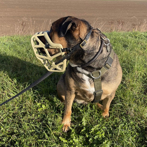 Size Mitzy - Made to order muzzle with colour customisation