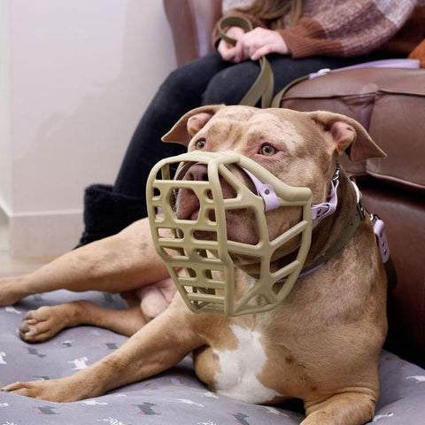 Size Mitzy Dog Muzzle - Made to order muzzle with colour customisation