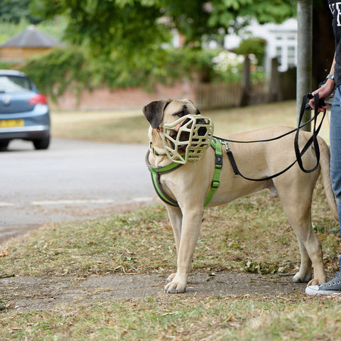 Size Mitzy Dog Muzzle - Made to order muzzle with colour customisation