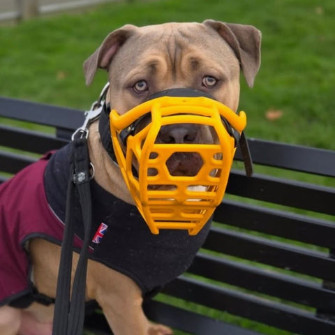 Size Mitzy - Made to order muzzle with colour customisation