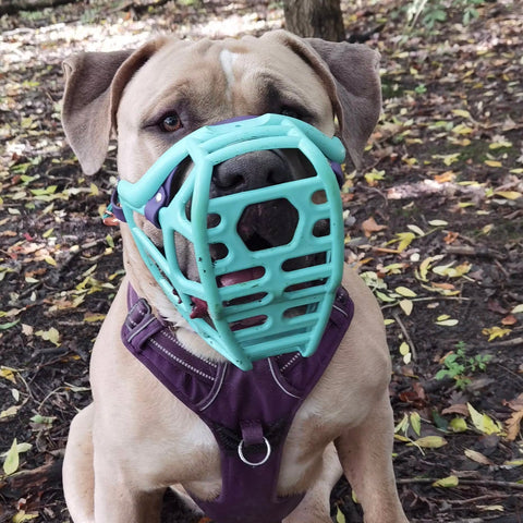 Size Mitzy - Made to order muzzle with colour customisation