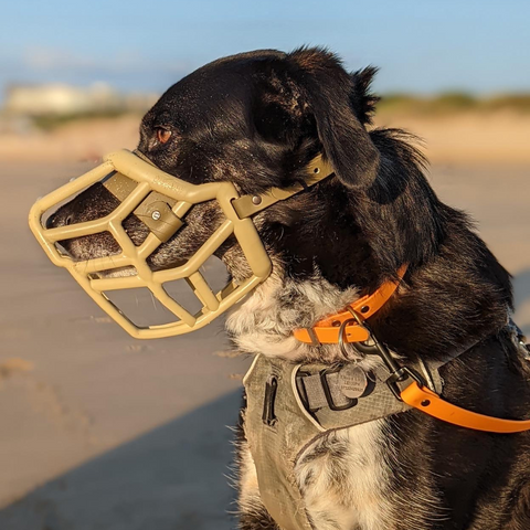 The Muzzle Movement Neli muzzle in khaki with military olive biothane strapping 