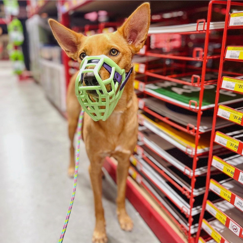 The Muzzle Movement Neli muzzle in lime green with violet biothane strapping on a Podenco 