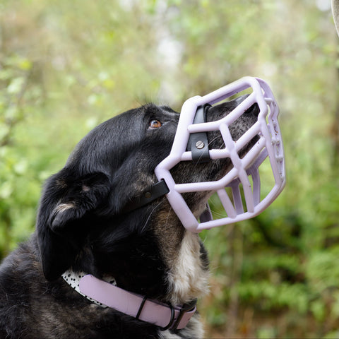 The Muzzle Movement Neli muzzle on a collie in lilac with black biothane strapping
