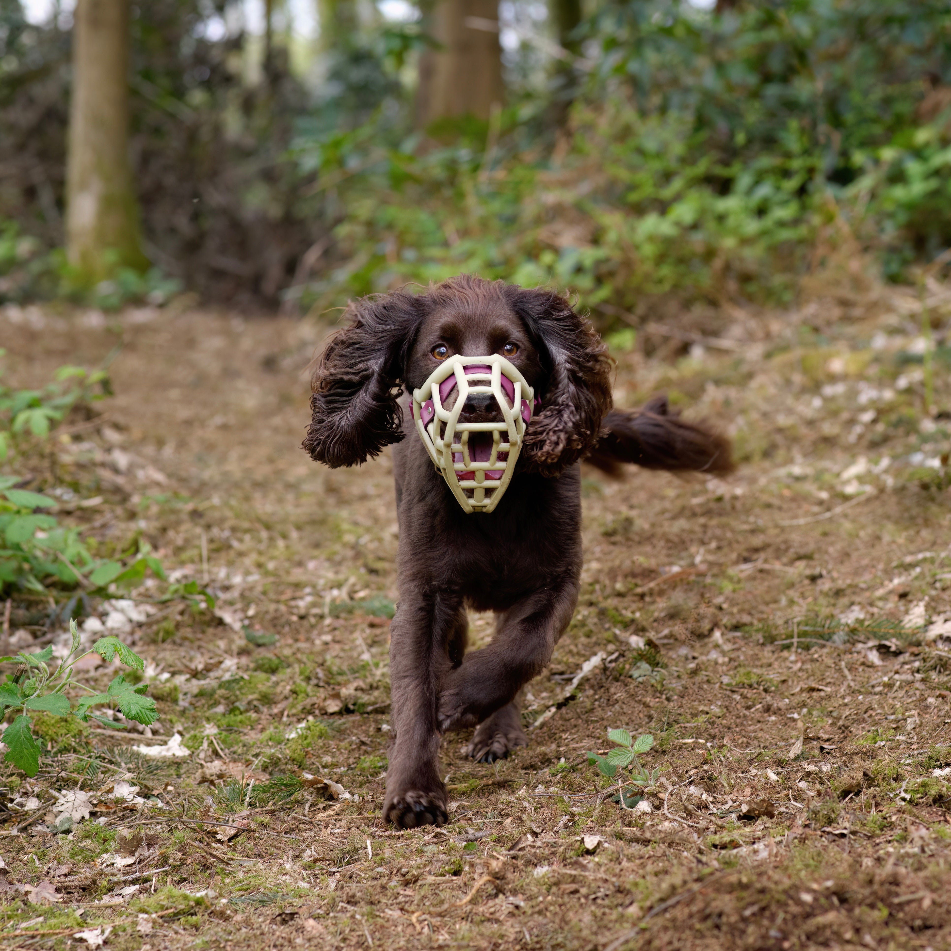 Size Neli Dog Muzzle - Made to order muzzle with colour customisation ...