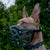A dog wearing a green a muzzle designed for short and wide snouts.