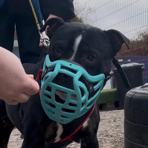 Précommande du Muzzle Movement Size Pippa pour le commerce - L'expédition est prévue à partir du 8 décembre 2025