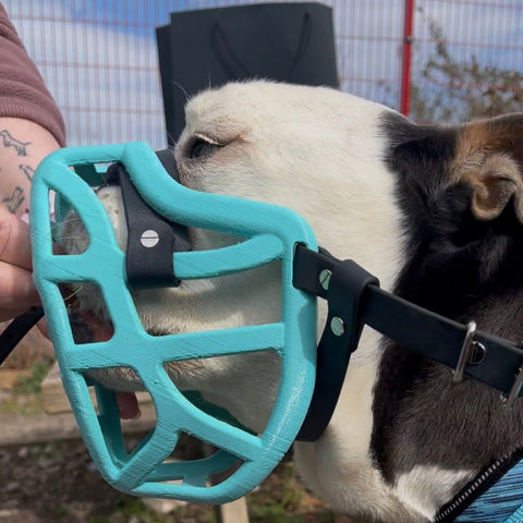 Précommande du Muzzle Movement Size Pippa pour le commerce - L'expédition est prévue à partir du 8 décembre 2025