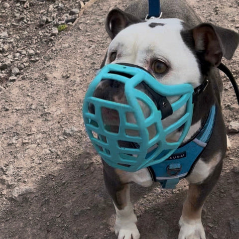 Précommande du Muzzle Movement Size Pippa pour le commerce - L'expédition est prévue à partir du 8 décembre 2025
