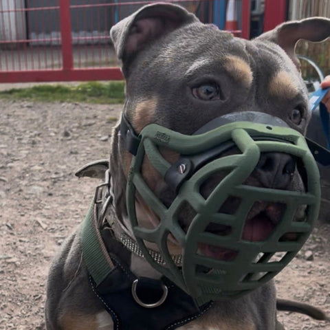 Précommande du Muzzle Movement Size Pippa pour le commerce - L'expédition est prévue à partir du 8 décembre 2025