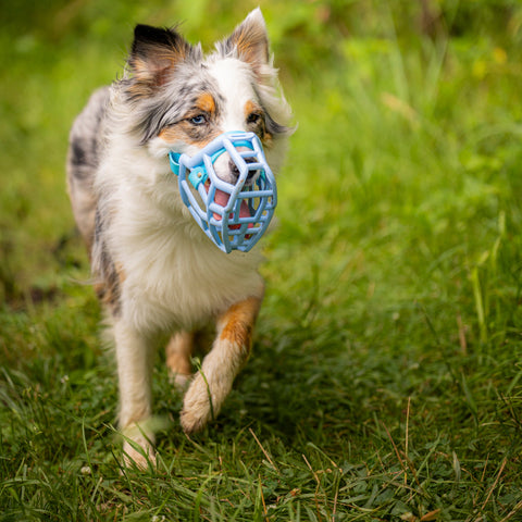 The Muzzle Movement Rex Blue muzzle
