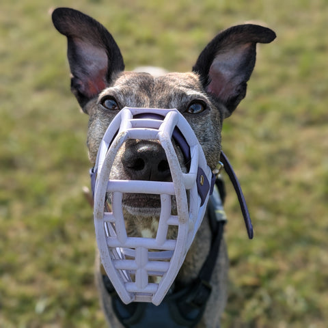 The Muzzle Movement Rex Lilac sighthound 