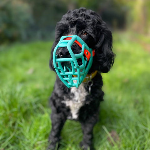 Size Rex - Made to order muzzle with colour customisation