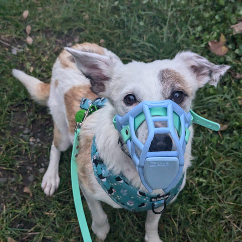 The Muzzle Movement Rex muzzle blue with Scavenger guard
