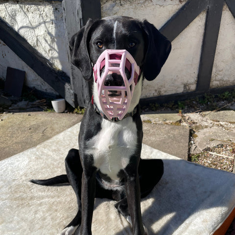 The Muzzle Movement Rex pink 