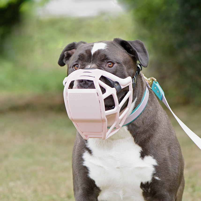 How To Put A Muzzle On An Aggressive Dog English Bull Terrier - Main Image