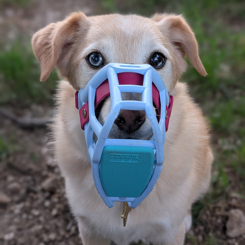 Scavenger Guard