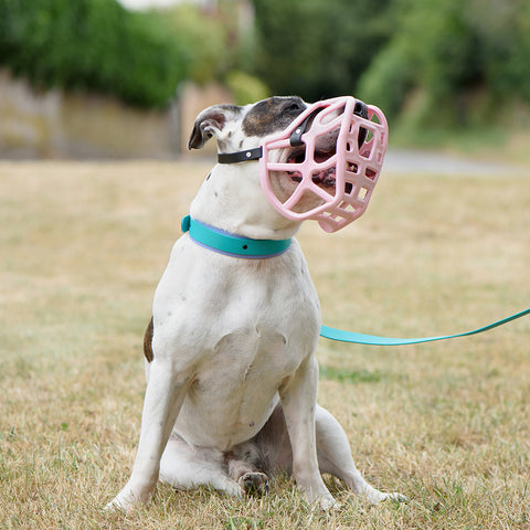 The Muzzle Movement Size Harry Dog Muzzle 2.0 for Trade