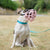 The Muzzle Movement Size Harry Dog Muzzle 2.0 for Trade