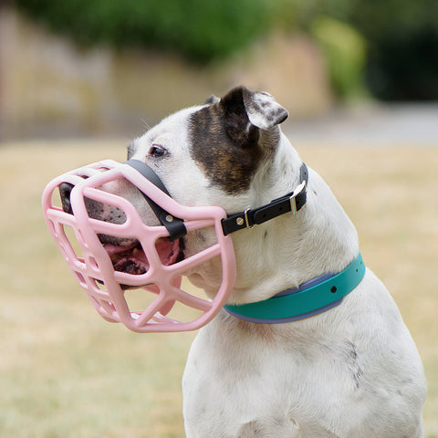 The Muzzle Movement Size Harry Dog Muzzle 2.0 for Trade