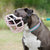 The Muzzle Movement Size Mitzy Dog Muzzle for Trade