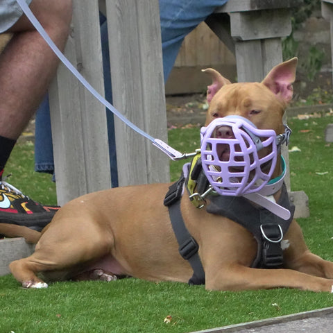 Précommande du Muzzle Movement Size Pippa pour le commerce - L'expédition est prévue à partir du 8 décembre 2025