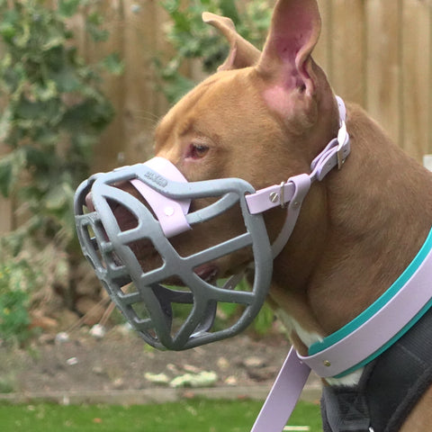 Précommande du Muzzle Movement Size Pippa pour le commerce - L'expédition est prévue à partir du 8 décembre 2025