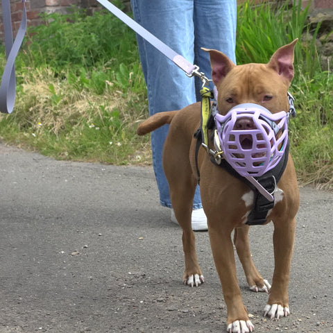 Précommande du Muzzle Movement Size Pippa pour le commerce - L'expédition est prévue à partir du 8 décembre 2025