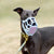 The Muzzle Movement Size Rex Dog Muzzle for Trade