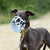 The Muzzle Movement Size Rex Dog Muzzle for Trade