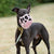 The Muzzle Movement Size Rex Dog Muzzle for Trade