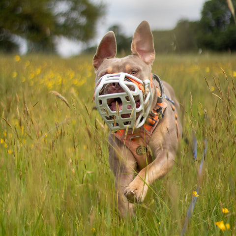 Size Harry 2.0 Dog Muzzle - Made to order muzzle with colour customisation