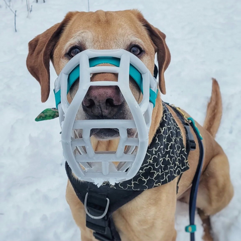 Size Sunny - Made to order muzzle with colour customisation
