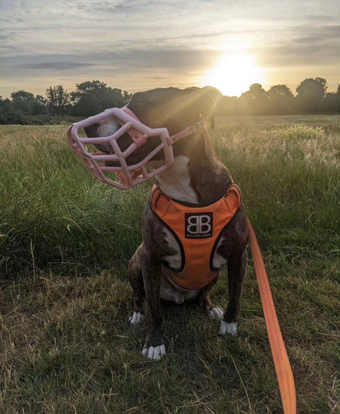 Size Sunny - Made to order muzzle with colour customisation