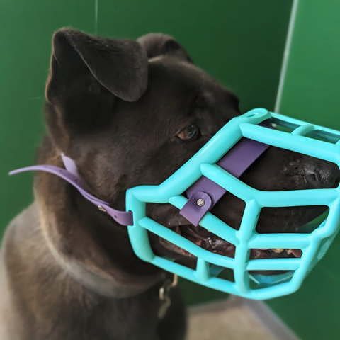 Size Sunny - Made to order muzzle with colour customisation