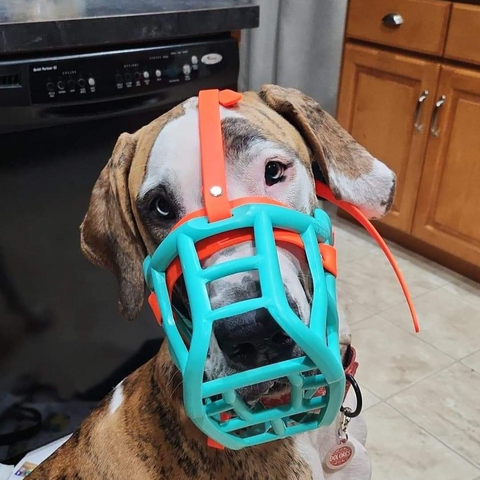 Size Sunny - Made to order muzzle with colour customisation