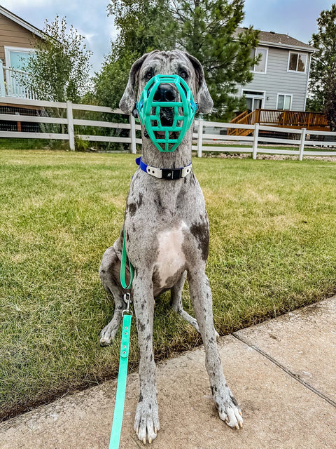 Size Sunny - Made to order muzzle with colour customisation