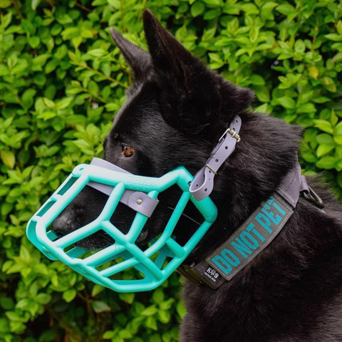 Size Sunny - Made to order muzzle with colour customisation