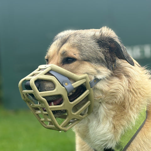 Size Taz - Made to order muzzle with colour customisation