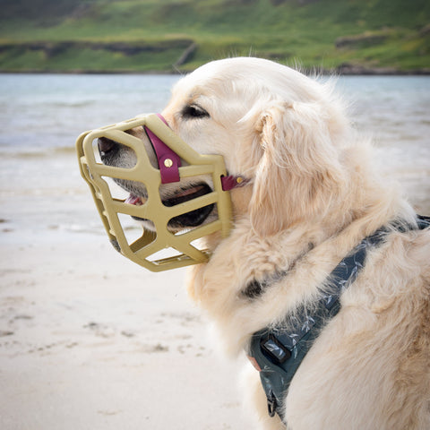 Size Taz Dog Muzzle - Made to order muzzle with colour customisation