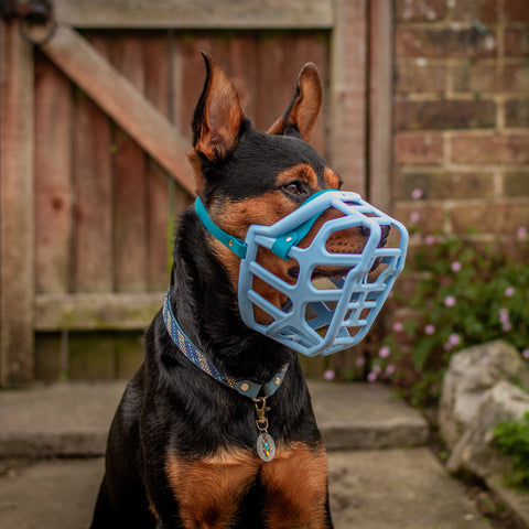 Size Taz Dog Muzzle - Made to order muzzle with colour customisation