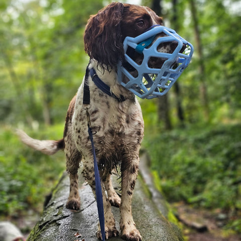 Size Taz - Made to order muzzle with colour customisation