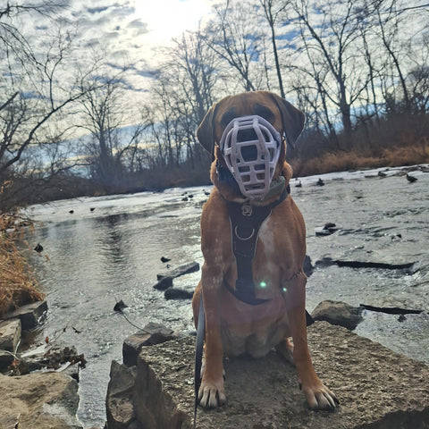 Size Taz - Made to order muzzle with colour customisation