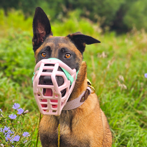 Size Taz - Made to order muzzle with colour customisation