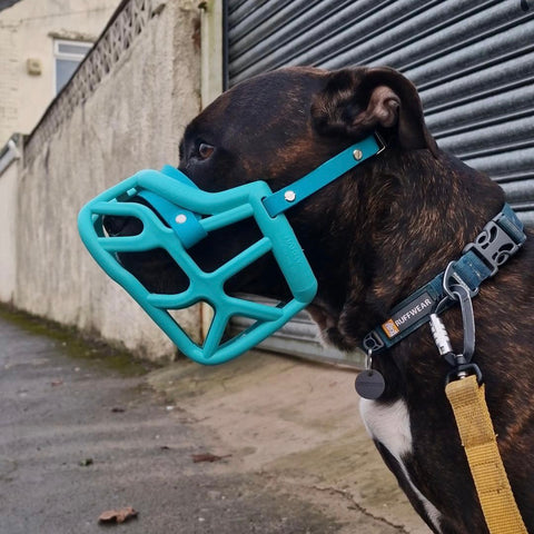 Size Harry original - Made to order muzzle with colour customisation