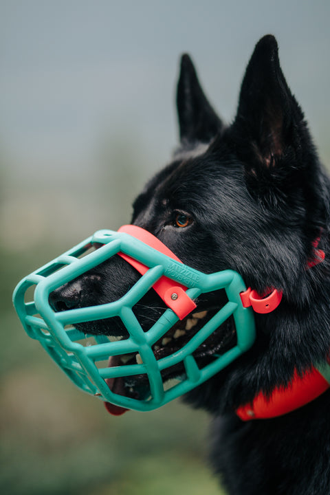 Size Sunny - Made to order muzzle with colour customisation