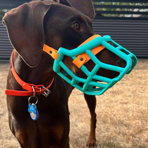 Size Tolly - Made to order muzzle with colour customisation