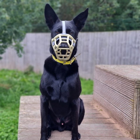 Size Tolly - Made to order muzzle with colour customisation