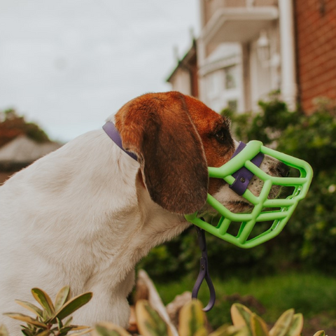 Size Tolly - Made to order muzzle with colour customisation
